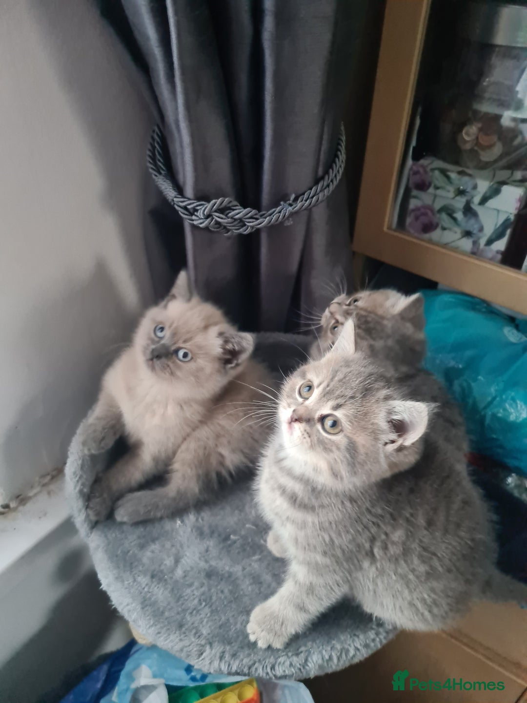 British Shorthair cats for sale: Beautiful kittens. - Advert 6