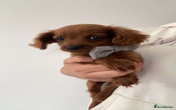 Cavapoo dogs for sale: STANLEY 🎀 - Image 1