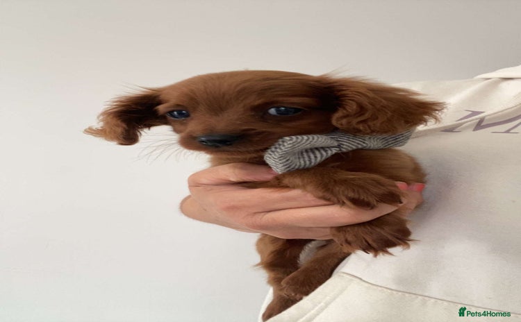 Cavapoo dogs - Advert 16
