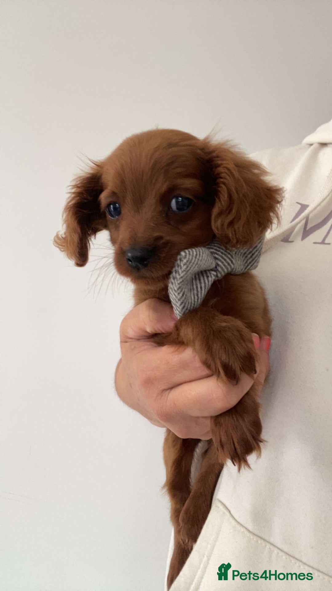 Cavapoo dogs for sale: STANLEY 🎀 - Image 1