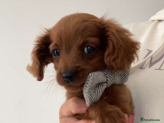 Cavapoo dogs - Advert 34