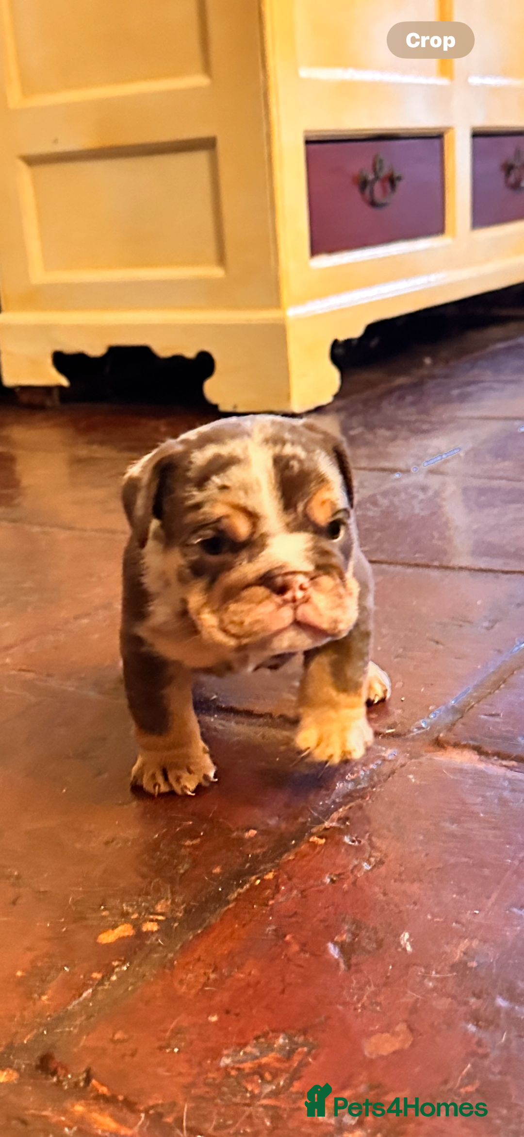 English Bulldog dogs for sale: English bulldogs  - Advert 9