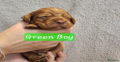 Cocker Spaniel dogs - Advert 8