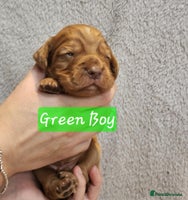 Cocker Spaniel dogs - Advert 8