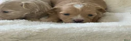 Maltipoo dogs for sale: Stunning Maltipoo’s - Advert 8
