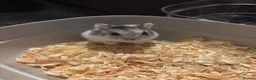 Hamster rodents for sale: Dwarf hamsters  - Advert 5