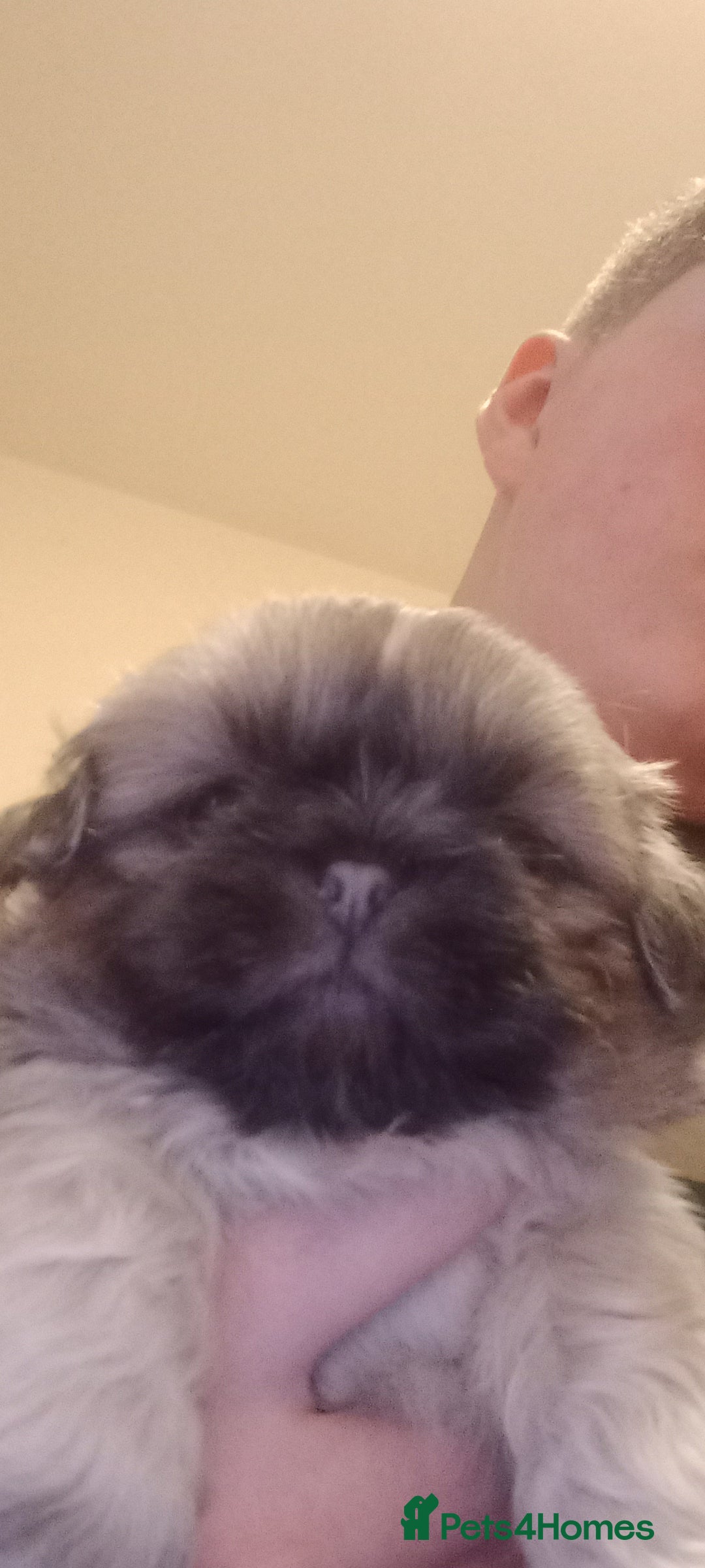 Shih Tzu dogs for sale:  2 Gorgeous male shih tzus - Image 4