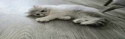 Persian cats for sale: Persian Kittens Extreme Punch Face – Bi-Color GCCF - Advert 16