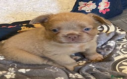 French Bulldog dogs for sale: Quality health tested/KC fluffy French bulldogs - Image 1