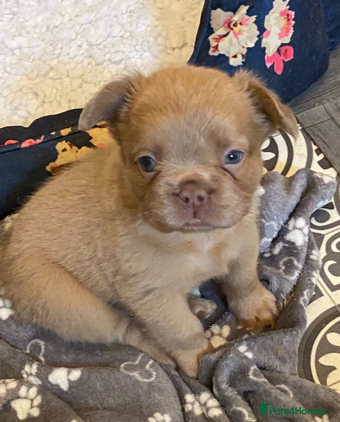 French Bulldog dogs for sale: Quality health tested/KC fluffy French bulldogs - Image 1