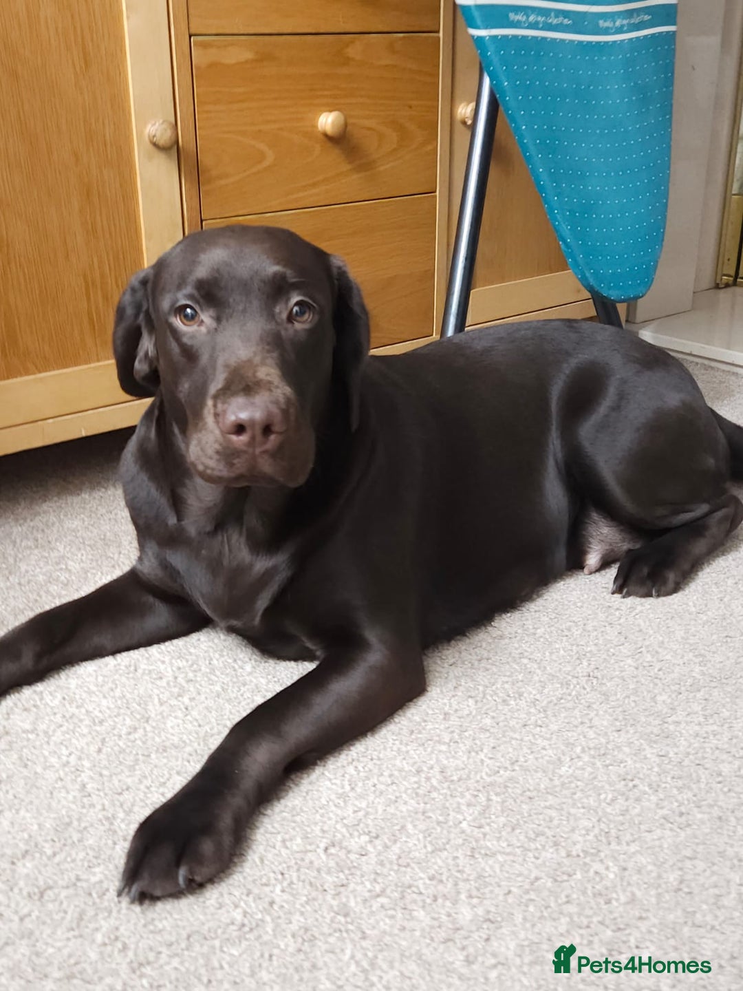 Labrador Retriever dogs for sale:  Gorgeous 1-Year-Old Female Chocolate Labrador  - Advert 4