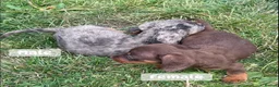 Miniature Dachshund dogs for sale: True Miniature dachshund last boy last girl  - Advert 4