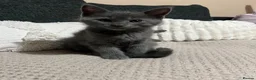 Mixed Breed cats for sale: Beautiful Grey kittens looking for a home  - Advert 12