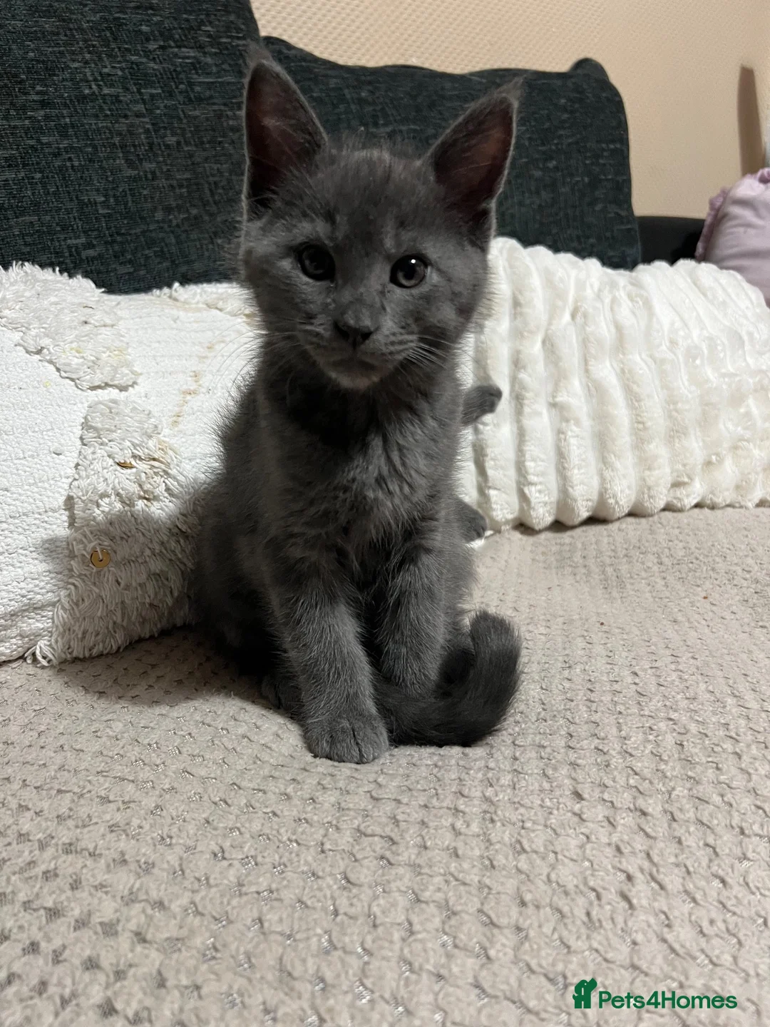 Mixed Breed cats for sale: Beautiful Grey kittens looking for a home  - Advert 12