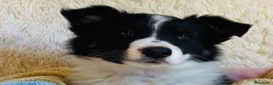 Border Collie Puppy 2