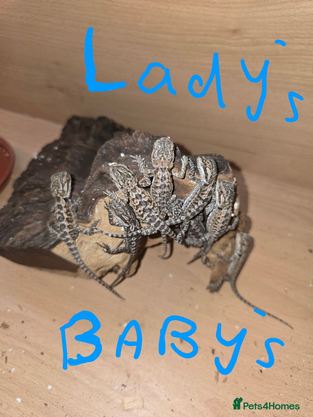Bearded Dragon reptiles for sale: Baby bearded dragons with tint red 2 for £100 - Image 13