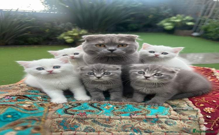 Scottish Fold cats - Advert 9