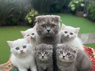 Scottish Fold cats for sale - Advert 1