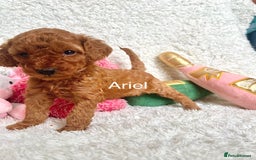 Cockapoo dogs for sale: F2B Red Cockapoos **BOTH PARENTS DNA CLEAR** - Image 20