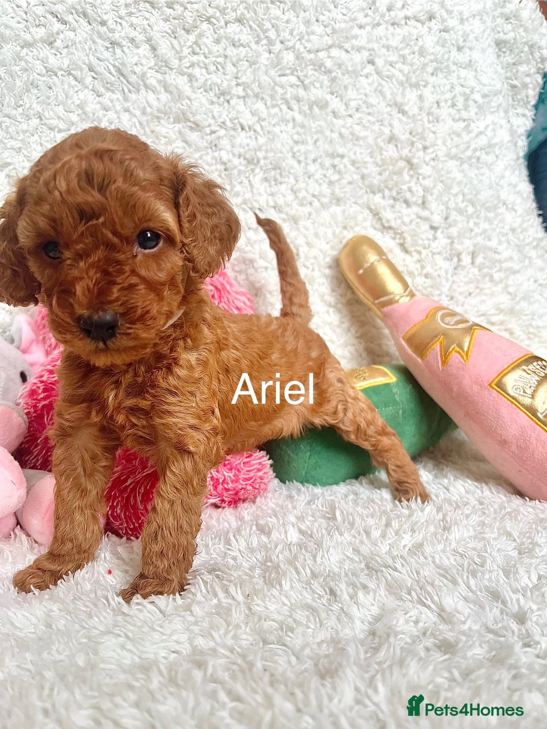 Cockapoo dogs for sale: F2B Red Cockapoos **BOTH PARENTS DNA CLEAR** - Image 20