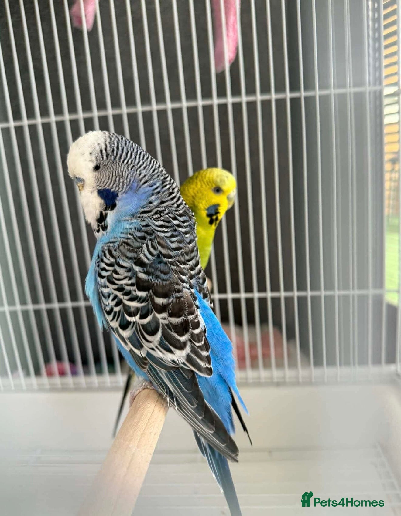 Budgerigars birds for sale: 2 Adults  - Advert 3