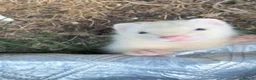 Ferret rodents for sale: Ferrets, 2 Girls 1 Boy (boy albino) in Chatham - Advert 5
