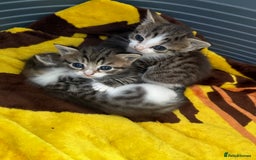 Mixed Breed cats for sale: 3 beautiful kitten  - Image 2