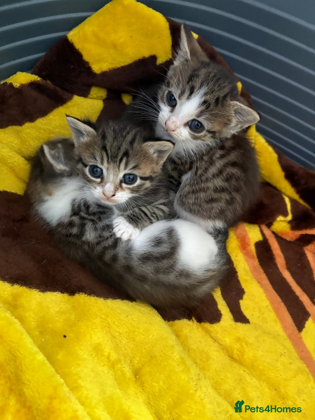 Mixed Breed cats for sale: 3 beautiful kitten  - Image 2