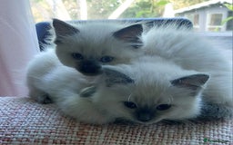 Ragdoll cats for sale: 5 beautiful ragdoll kittens ready to leave now - Image 9