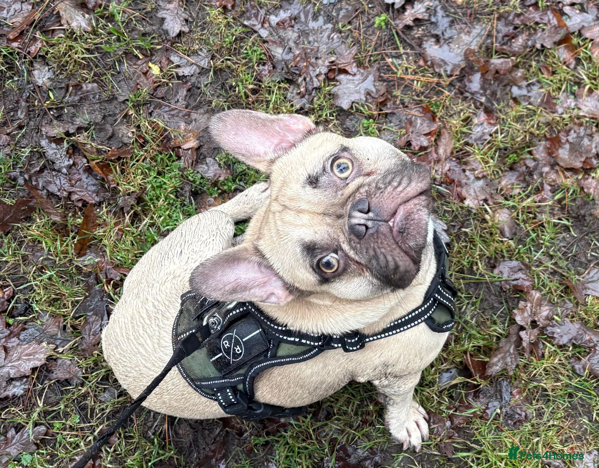 French Bulldog dogs 2 year old French Bulldog - Advert 1
