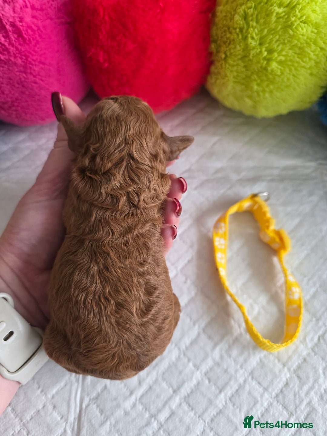 Cavapoo dogs for sale: 🥇 Finest Quality Beautiful F1b Cavapoos 🥇 - Advert 14