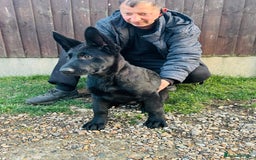 German Shepherd dogs for sale: Exceptional KC Reg DDR GSD Puppies Rare Bloodlines - Image 16