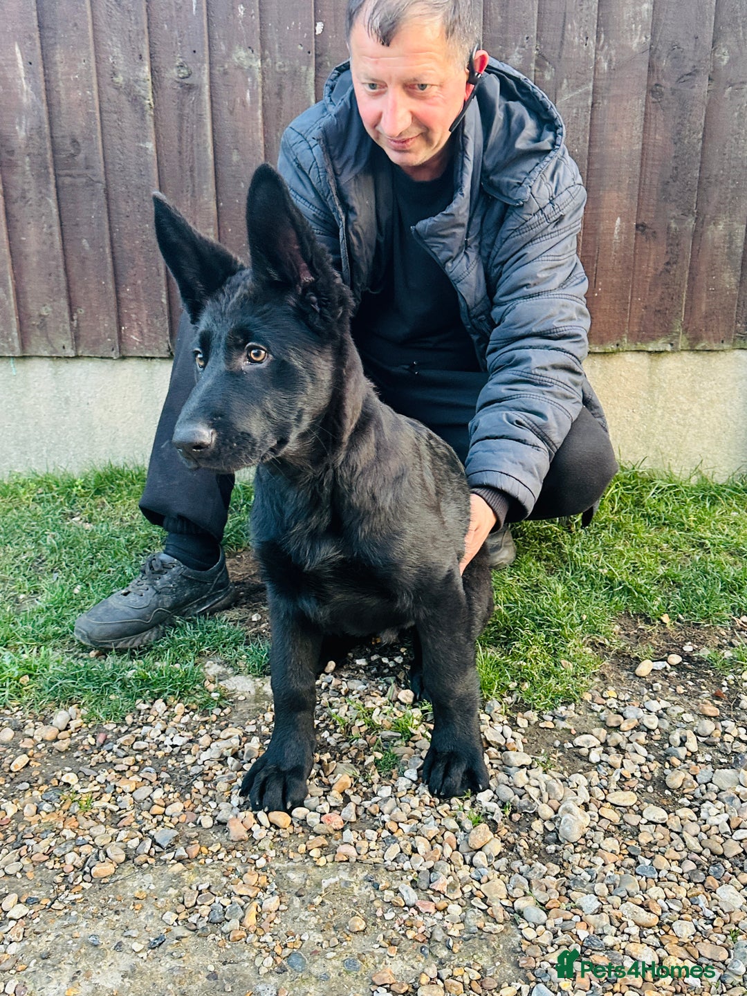 German Shepherd dogs for sale: Exceptional KC Reg DDR GSD Puppies Rare Bloodlines - Image 16