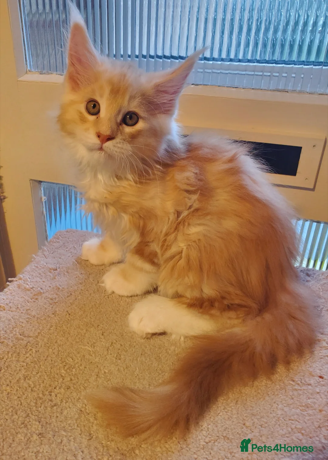 Maine Coon cats for sale: GOURGEOUS XXL MAINE COON KITTENS!!! - Advert 17