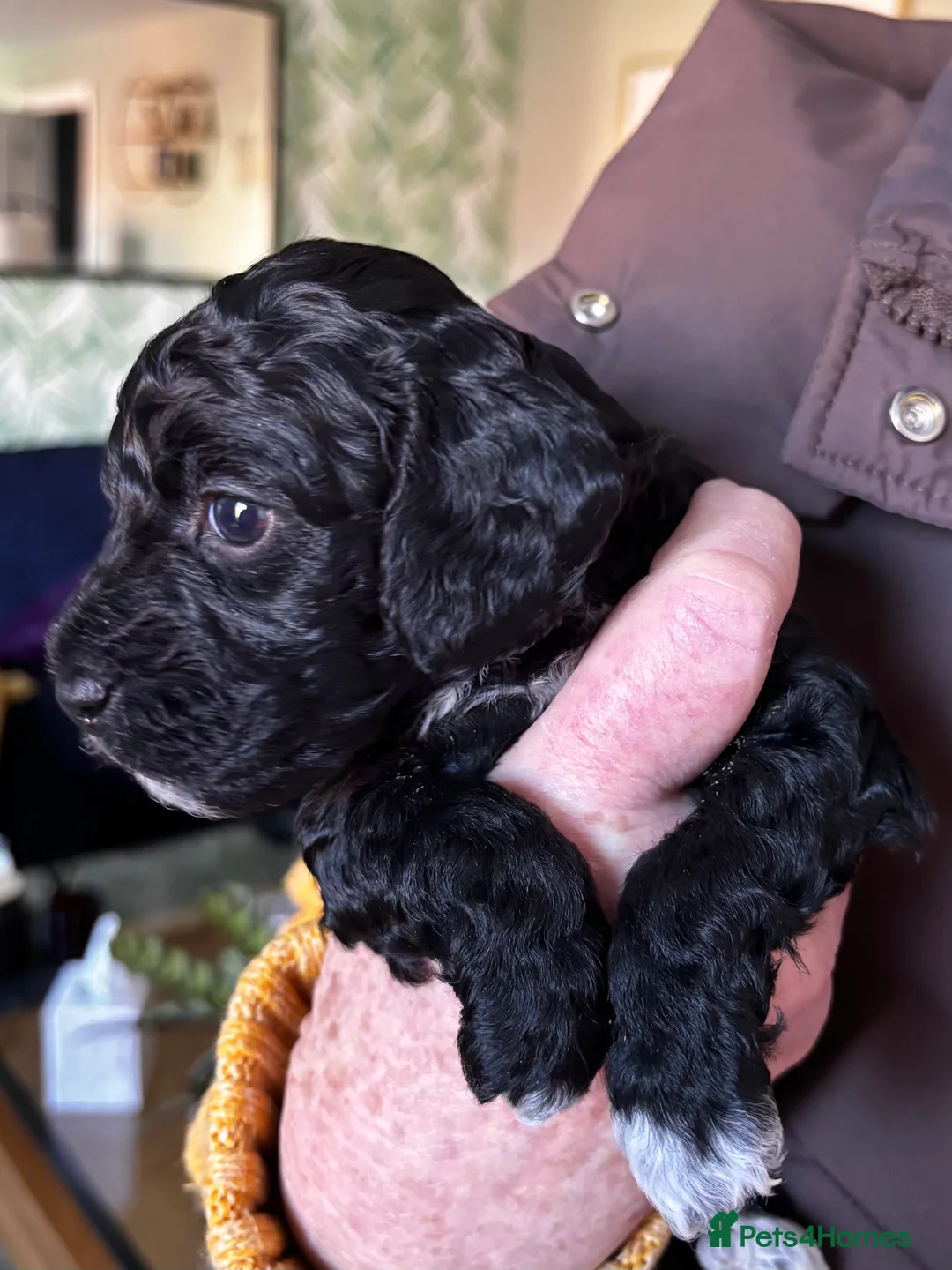 Cockapoo dogs for sale: Beautiful Cockapoo Puppies  - Advert 2