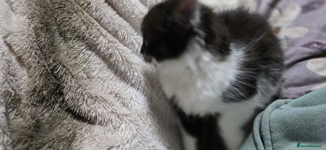 Mixed Breed cats for sale: Friendly playful kittens ready to find thier new  - Image 21
