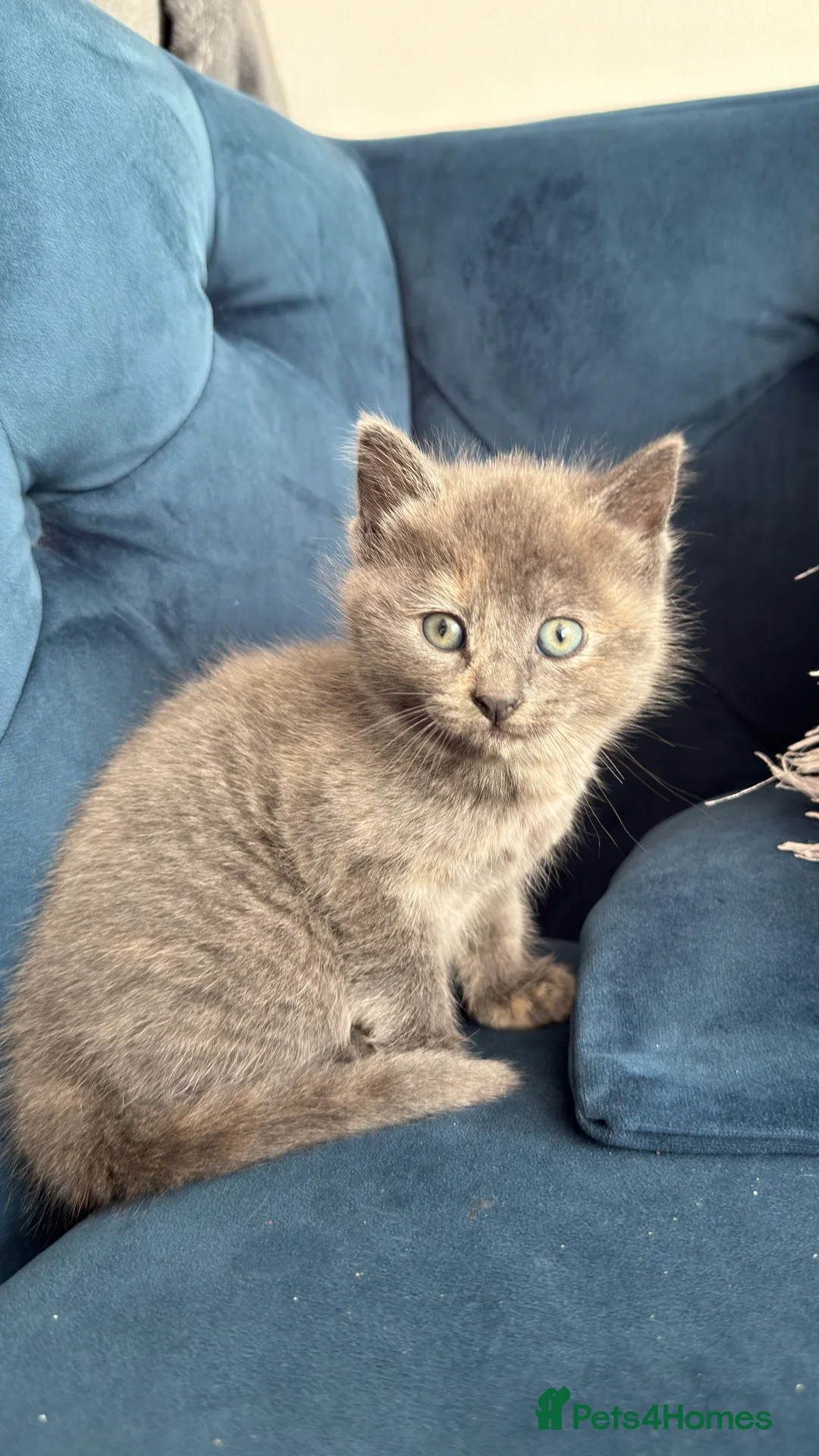 British Shorthair cats for sale: Lovely kittens  - Advert 10