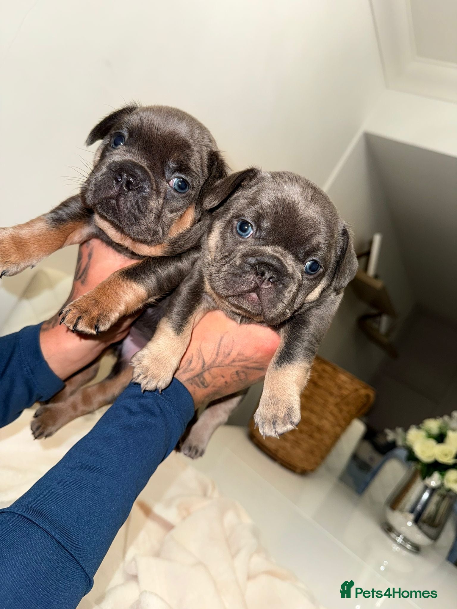 French Bulldog dogs French bulldog puppies ready for new homes - Advert 1