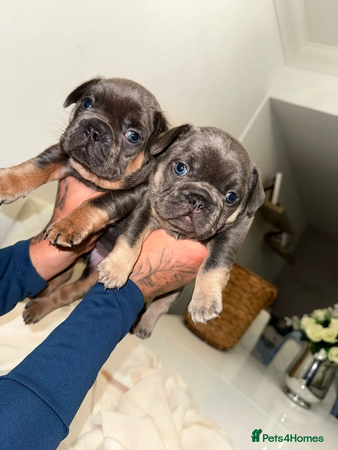 French Bulldog dogs for sale: French bulldog puppies ready for new homes - Advert 1