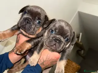 French Bulldog dogs French bulldog puppies ready for new homes - Advert 11