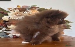 Pomeranian dogs for sale: 🧸🌈 Genuine Teddy Bear Poms Rainbow litter 🌈🧸 - Image 10
