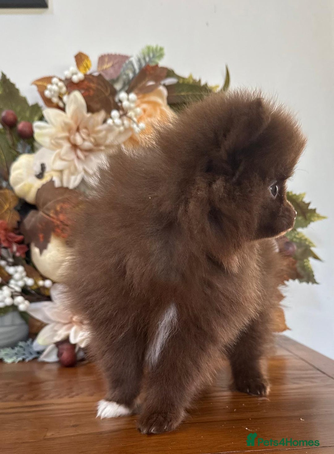 Pomeranian dogs for sale: 🧸🌈 Genuine Teddy Bear Poms Rainbow litter 🌈🧸 - Image 10