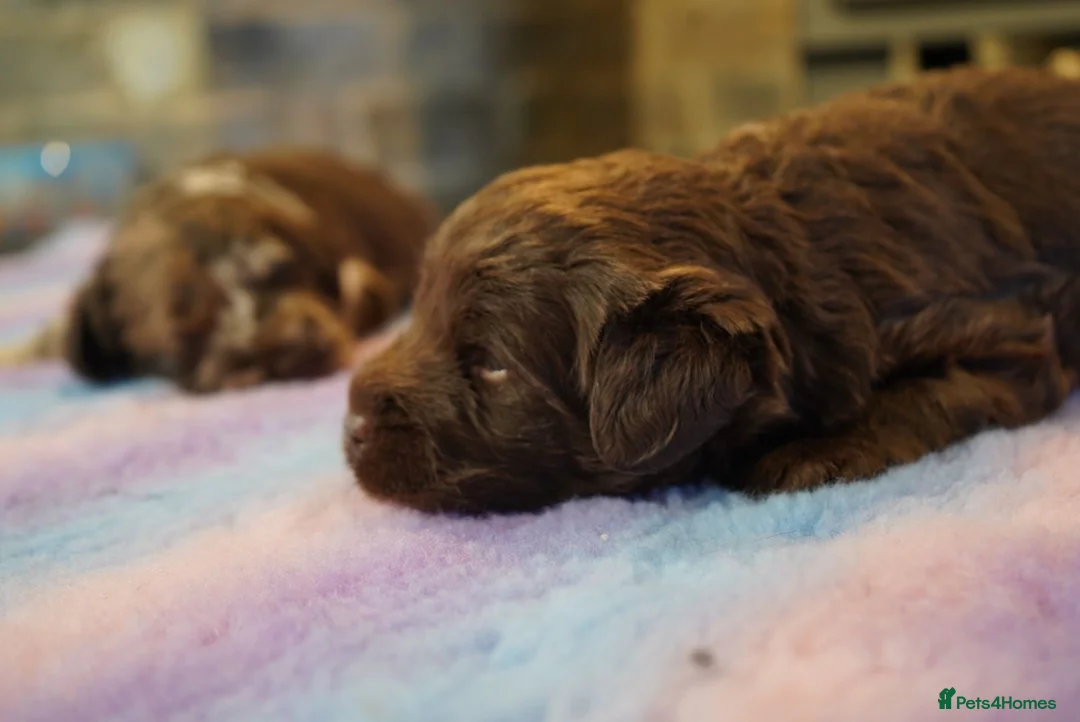 Labradoodle dogs for sale: Chocolate & chocolate Merle Labradoodles 🐾🐾🐾 - Advert 4