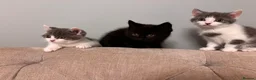British Shorthair cats for sale: Stunning British Shorthair cross for Sale - Advert 3