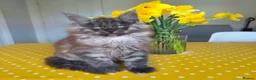Maine Coon cats for sale: 🐾 Stunning Maine Coon Kittens – 3 Males 🐾 - Advert 2