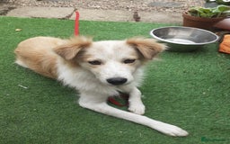 Mixed Breed dogs for adoption: 😎Zuko😎 for adoption, fostered in DONCASTER - Image 9