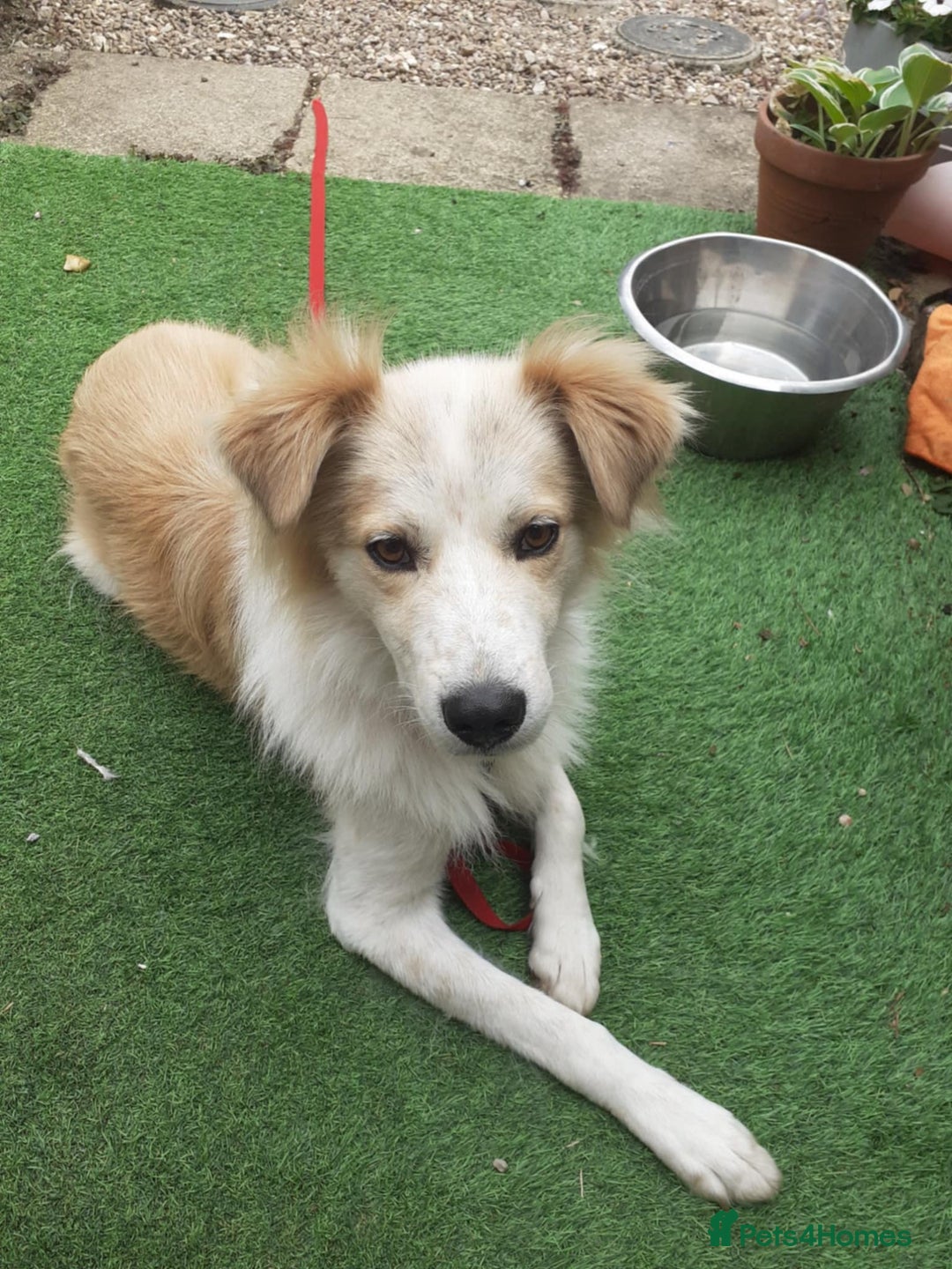 Mixed Breed dogs for adoption: 😎Zuko😎 for adoption, fostered in DONCASTER - Image 9