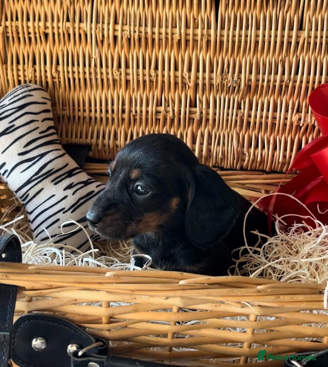 Miniature Dachshund dogs for sale: Beautiful Miniature Dachshund Puppies in Waterlooville - Advert 6