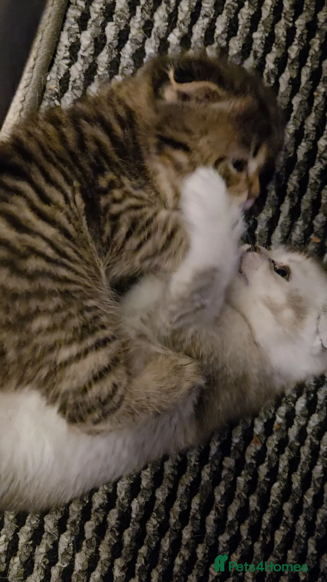 Scottish Fold cats for sale: scottish fold kittens for sale - Advert 5