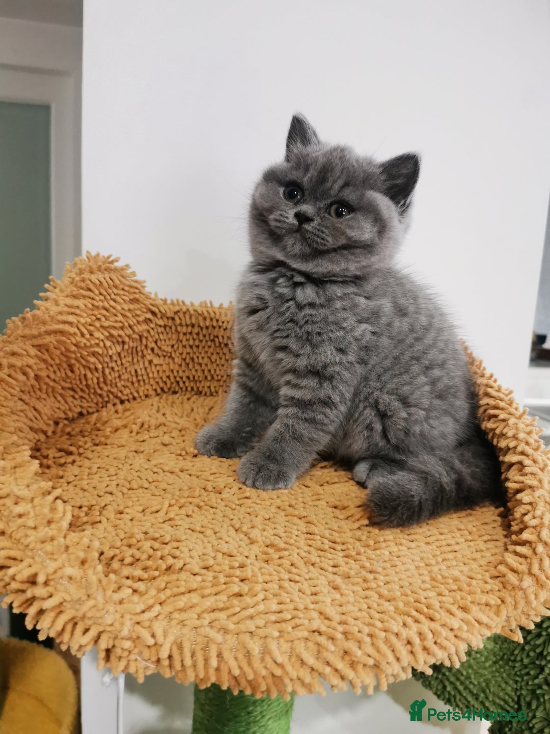 British Shorthair cats for sale: BSH🇬🇧👑🇬🇧💙British Shorthair girl😻💙 Gccf  - Image 16